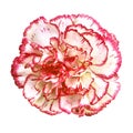 Red white carnation flower isolated on white background. Close-up. Element of design Royalty Free Stock Photo