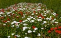 Red and white carnation flowers