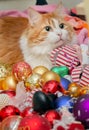 Red-and-white cat and Christmas tree toys Royalty Free Stock Photo