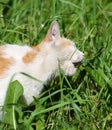 Red-white cat eating green grass Royalty Free Stock Photo