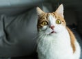 Ginger and white cat with funny expression Royalty Free Stock Photo