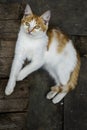 red white Cat with kind green eyes, Little kitten. Portrait cute ginger. happy adorable cat, Beautiful fluffy red orange outdoors Royalty Free Stock Photo