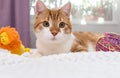 A red and white cat is lying on the bed. next to it a ball of thread and a toy. Royalty Free Stock Photo