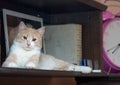 A red and white cat is lying on a bookshelf Royalty Free Stock Photo