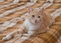 A red and white cat is lying on a striped blanket Royalty Free Stock Photo