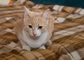 A red and white cat is lying on a striped blanket Royalty Free Stock Photo