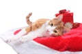Red and white cat an red christmas blanket Royalty Free Stock Photo