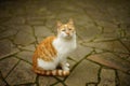 Red white cat is resting in a spring garden on a stone mossy floor Royalty Free Stock Photo