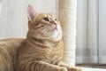 Red and white cat and scratching post close up Royalty Free Stock Photo