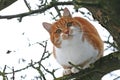 Red and white cat sitting on a bare tree