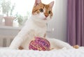 A red and white cat is sitting on the bed. next to it a ball of thread and a toy Royalty Free Stock Photo