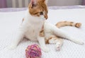 A red and white cat is sitting on the bed. next to it a ball of thread and a toy. Royalty Free Stock Photo