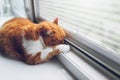 Red white cat sleeping on the windowsill. Close-up view. Royalty Free Stock Photo