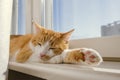 Red and white cat sleeping on a windowsill Royalty Free Stock Photo