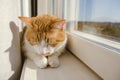Red and white cat sleeping on a windowsill Royalty Free Stock Photo