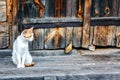 Red and white cat with small kittens against a wooden wall of old wooden hut in a countryside. Cats family. Rustic style.