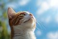 Red and white cat staring up at a bright blue sky on a sunny day Royalty Free Stock Photo