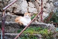 Red and white cat with a surprised look,