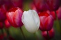 Red and white macro blooming tulips Royalty Free Stock Photo