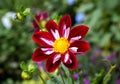 Red-white Collarette Dahlia Night butterfly blooming in autumn Royalty Free Stock Photo