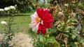 The Red and white color mixed Dahlia flower of Assam.