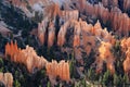 Bryce Canyon National Park Hoodoos and Erosion Features from Bryce Point, Utah Royalty Free Stock Photo