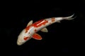 Red and white colored Koi fish carp isolated on black Royalty Free Stock Photo