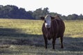 Red and White commercial cow