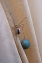 Red and white Common candy-striped spider Enoplognatha ovata watching its blue egg..