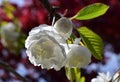 Red and white contrast of blossoms