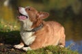 Red and white corgi barks Royalty Free Stock Photo