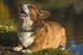Red and white corgi barks Royalty Free Stock Photo