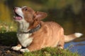 Red and white corgi barks Royalty Free Stock Photo