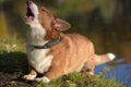 Red and white corgi barks Royalty Free Stock Photo