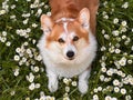The red and white Corgi lies on a daisy field Royalty Free Stock Photo