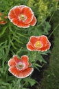 Red and White Corn Poppy - Papaver rhoeas Royalty Free Stock Photo