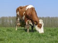 Red and white cow, with big full udders Royalty Free Stock Photo