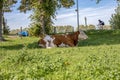 Red and white cow, breed of cattle montbeliard, lazy lying in the middle of a green meadow with a blue sky. Royalty Free Stock Photo