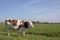 Red and white cow, breed of cattle, in the Netherlands standing at the left of a green meadow. Royalty Free Stock Photo