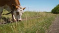 Red and white cow eats grass in a meadow. A cow eats grass in a meadow. Royalty Free Stock Photo