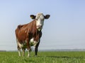 Red and white cow, full udder standing in the meadow Royalty Free Stock Photo