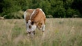 Cows pasture in a clearing. A red and white mottled cow on a green pasture on the outskirts of a village. A red and Royalty Free Stock Photo