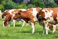 Red and white cow grazing farm cattle Royalty Free Stock Photo