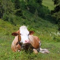 Beautiful red and white cow with big pink wet nose lying on alpine meadow in austrian alps Royalty Free Stock Photo