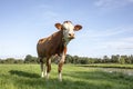 Red and white cow is provocative and suspicious, integral in front of the camera in the middle of a meadow Royalty Free Stock Photo
