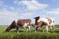 Red and white cows in dutch meadow under blue sky with clouds Royalty Free Stock Photo