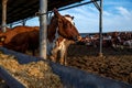 Red and white cows in a feedlot. Cattle farm