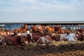 Red and white cows in a feedlot. Cattle farm