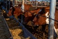 Red and white cows in a feedlot. Cattle farm