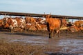 Red and white cows in a feedlot. Cattle farm